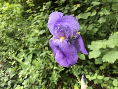 Iris pallida