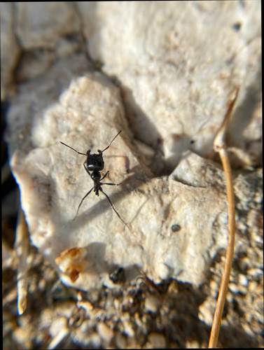 iNaturalist observation photo of Black Harvester Ant