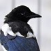 Eurasian Magpie (Iberian) - Photo (c) Pablo Pozo, some rights reserved (CC BY-NC), uploaded by Pablo Pozo