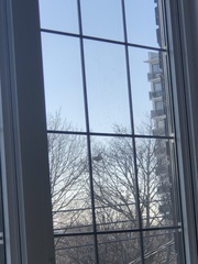 Sciurus carolinensis