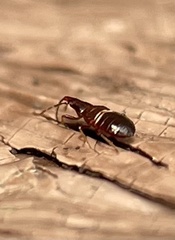 Temnostethus