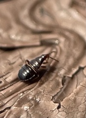 Temnostethus