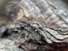 Lachnellula ellisiana