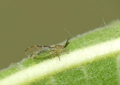 Homotoma ficus