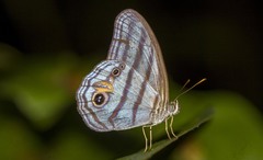 Chloreuptychia chlorimene