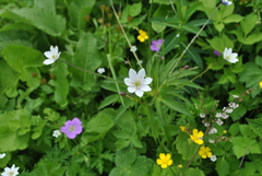 Eriocapitella rivularis