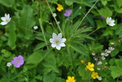 Eriocapitella rivularis