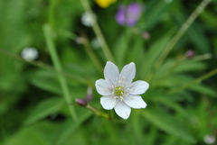 Eriocapitella rivularis