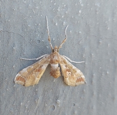 Leucinodes laisalis