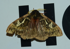 Dirphiopsis epiolina