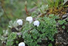 Paraquilegia microphylla