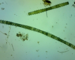 Desmidium