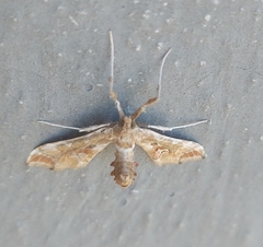 Leucinodes laisalis
