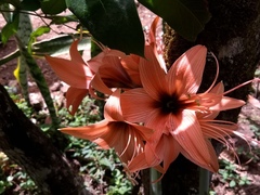 Hippeastrum stylosum