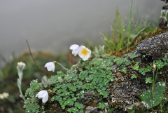 Paraquilegia microphylla