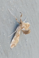 Leucinodes laisalis