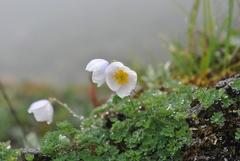Paraquilegia microphylla
