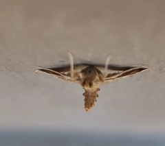 Leucinodes laisalis