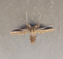 Leucinodes laisalis