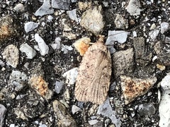 Agonopterix heracliana