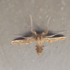 Leucinodes laisalis