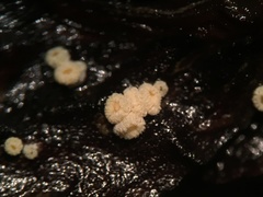 Lachnellula ellisiana