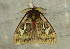 Dirphiopsis epiolina