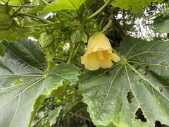 Wercklea tulipiflora