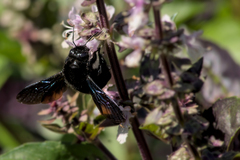Xylocopa