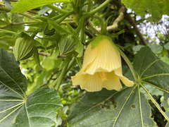 Wercklea tulipiflora