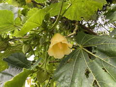 Wercklea tulipiflora