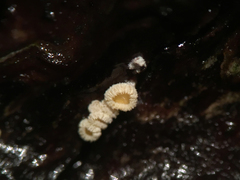Lachnellula ellisiana