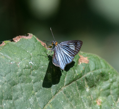 Pythonides lancea