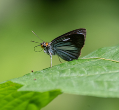 Pythonides lancea