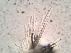 Lachnellula ellisiana