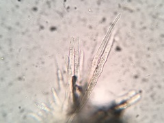 Lachnellula ellisiana