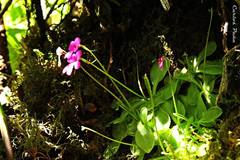 Pinguicula mesophytica