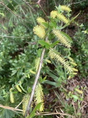 Salix caroliniana image