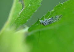 Psococerastis gibbosa