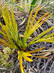Aciphylla ferox