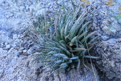 Agave parviflora