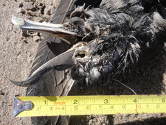 Procellaria