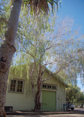 Leptospermum madidum