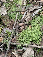 Selaginella ludoviciana