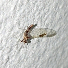 Ephemeroptera