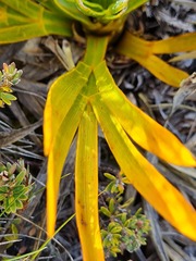 Aciphylla ferox