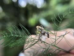 Spartaeinae