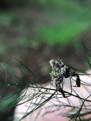 Spartaeinae