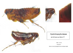 Hystrichopsylla talpae