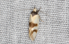 Antipterna trilicella